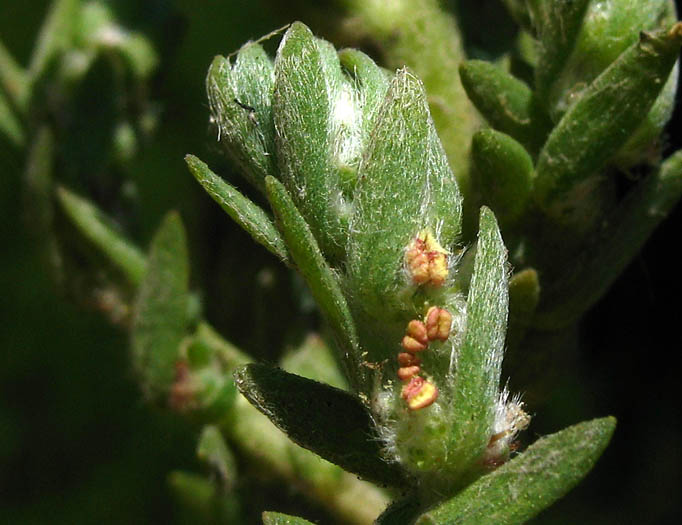 Detailed Picture 3 of Five-hook Bassia