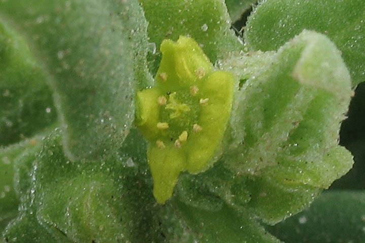 Detailed Picture 1 of New Zealand Spinach