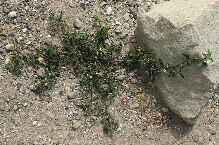 Detailed Picture 4 of Little White Nightshade