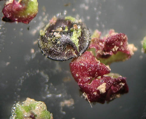 Detailed Picture 8 of Nettle-leaf Goosefoot