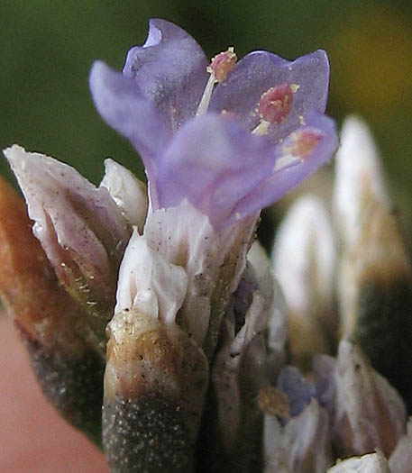 Detailed Picture 3 of Western Marsh-rosemary