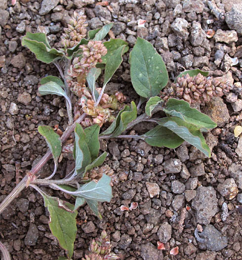 Detailed Picture 5 of Low Amaranth