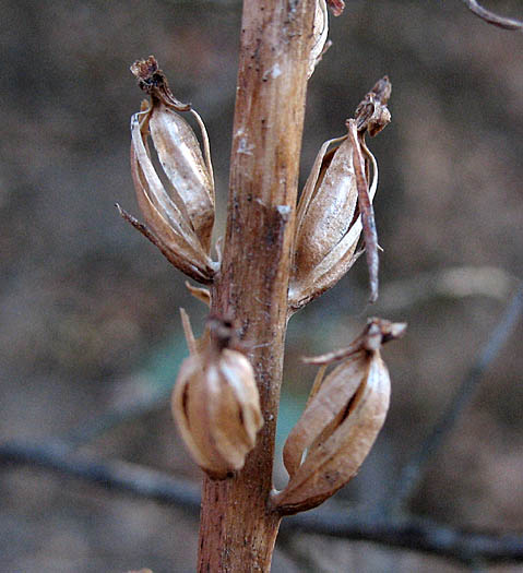 Detailed Picture 6 of Alaskan Rein Orchid