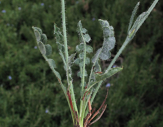 Detailed Picture 5 of Wavyleaf Sea Lavender