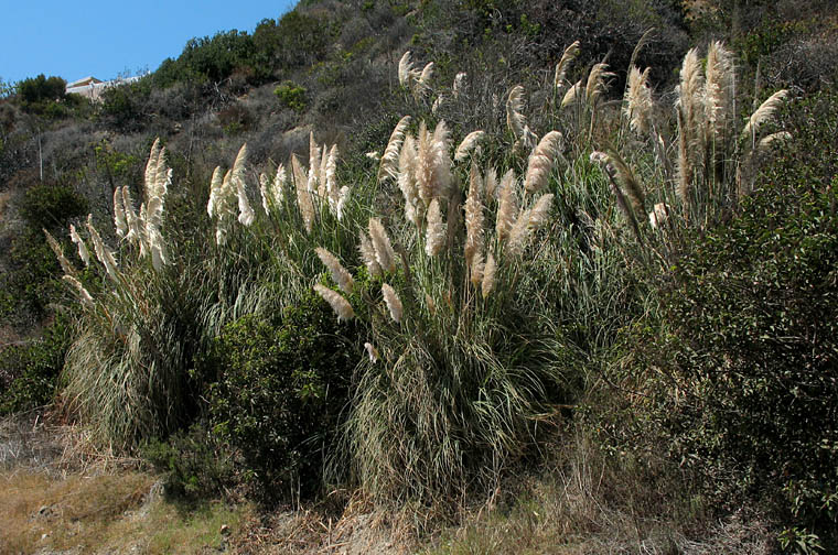 Detailed Picture 2 of Uruguayan Pampas Grass