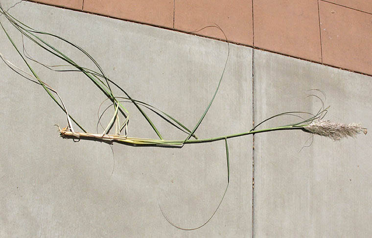 Detailed Picture 4 of Uruguayan Pampas Grass