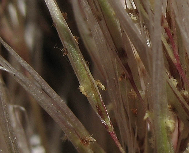 Detailed Picture 6 of Uruguayan Pampas Grass