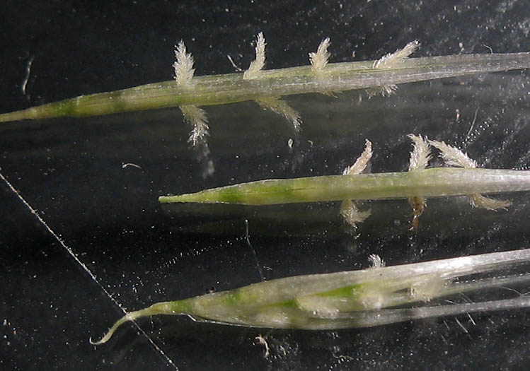 Detailed Picture 7 of Uruguayan Pampas Grass