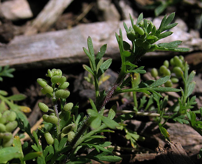 Detailed Picture 5 of Lesser Swine Cress