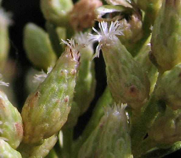 Detailed Picture 3 of Hybrid Desertbroom