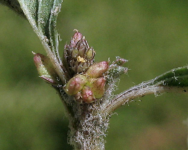 Detailed Picture 4 of Low Amaranth