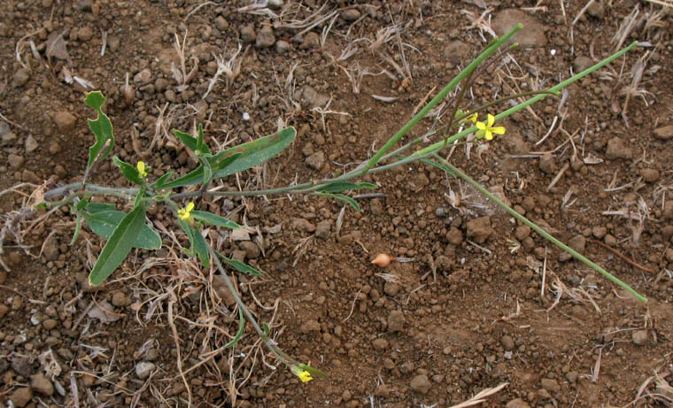 Detailed Picture 5 of Oriental Mustard