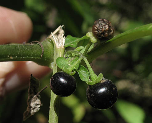 Detailed Picture 7 of Little White Nightshade