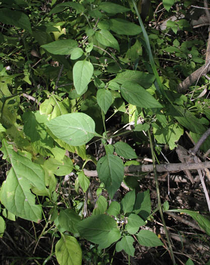 Detailed Picture 6 of Little White Nightshade