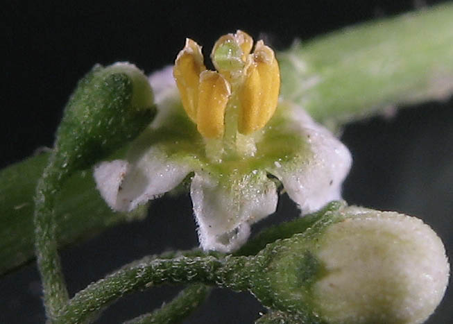 Detailed Picture 3 of Little White Nightshade