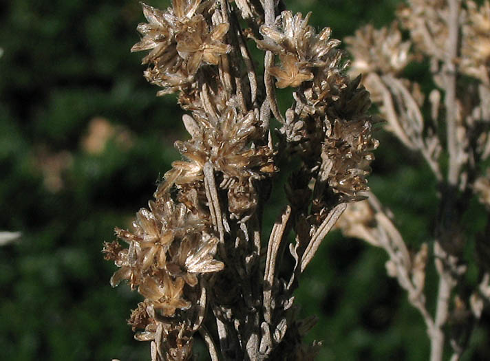 Detailed Picture 6 of Mojave Sagebrush