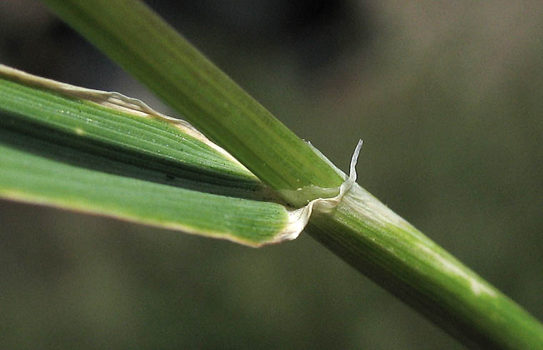 Detailed Picture 6 of Wall Barley