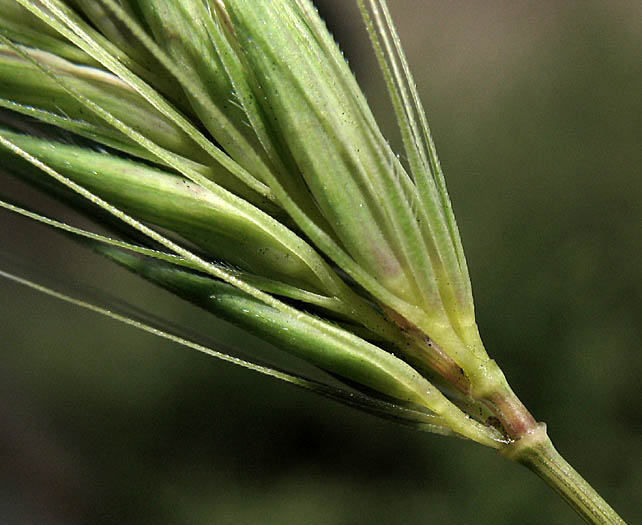 Detailed Picture 2 of Wall Barley