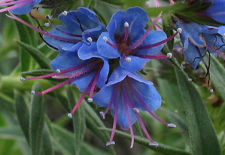 Detailed Picture 1 of Pride Of Madeira