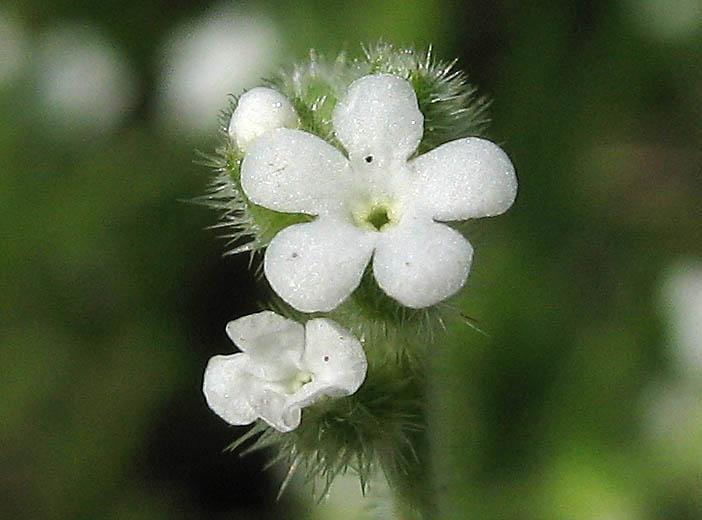 Detailed Picture 1 of San Diego Popcorn Flower