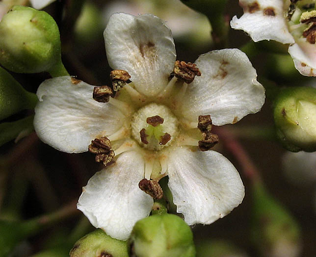 Detailed Picture 1 of Toyon