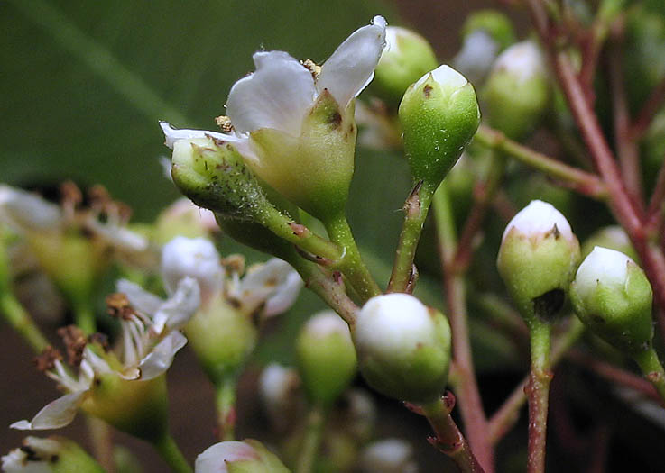 Detailed Picture 2 of Toyon