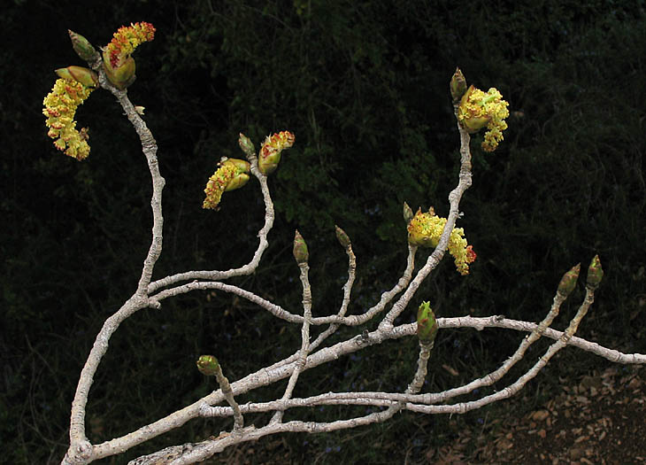 Detailed Picture 4 of Fremont Cottonwood