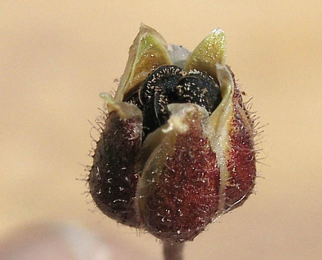 Detailed Picture 5 of Corn Spurry