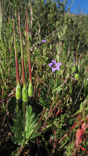 Detailed Picture 4 of Foothill Filaree