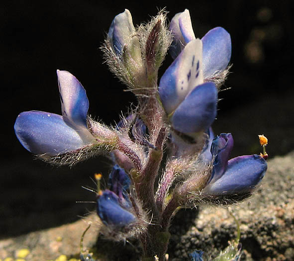 Detailed Picture 3 of Dove Lupine