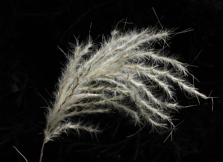 Detailed Picture 6 of Cane Bluestem