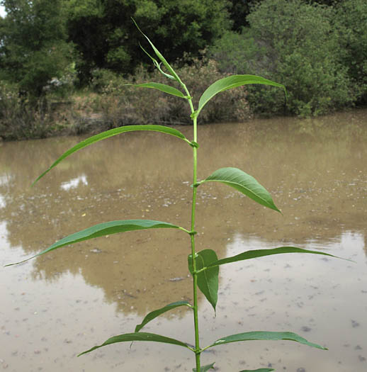 Detailed Picture 5 of Pacific Willow