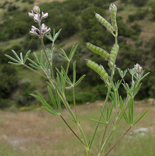 Detailed Picture 6 of Dove Lupine