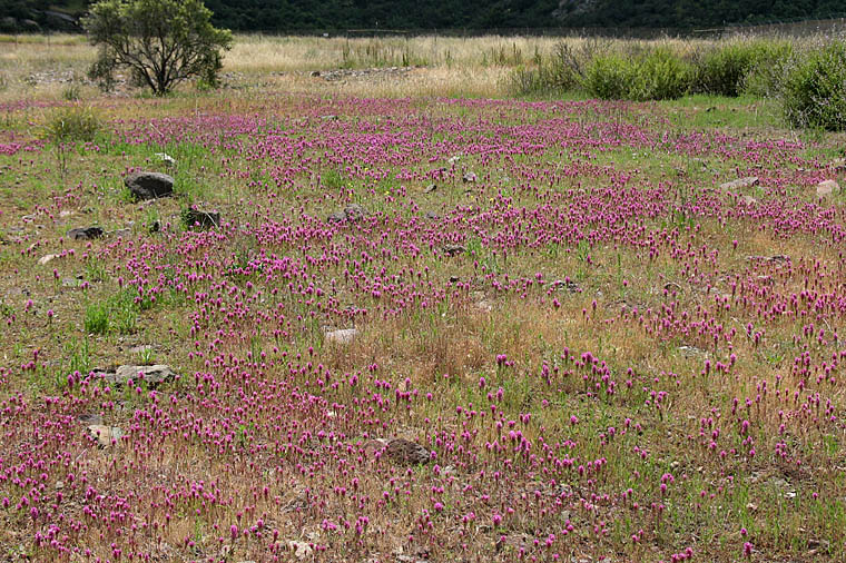 Detailed Picture 6 of Purple Owl's Clover