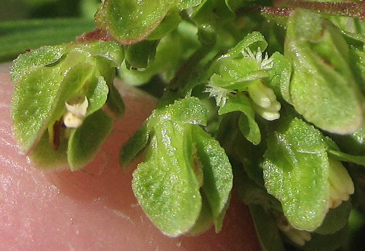 Detailed Picture 1 of Curly Dock