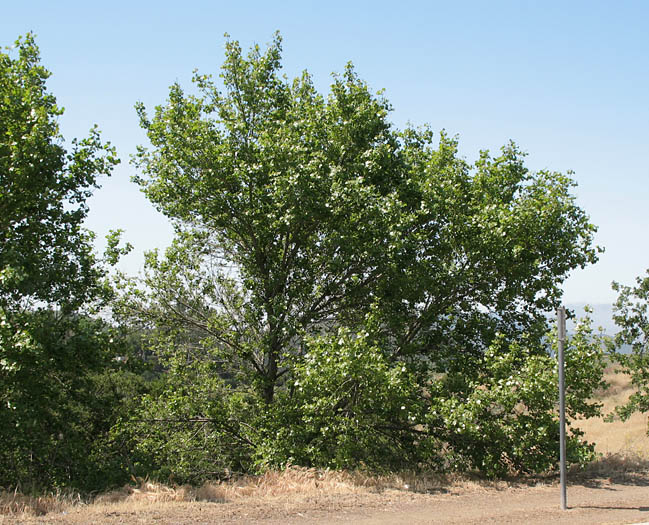 Detailed Picture 7 of Fremont Cottonwood