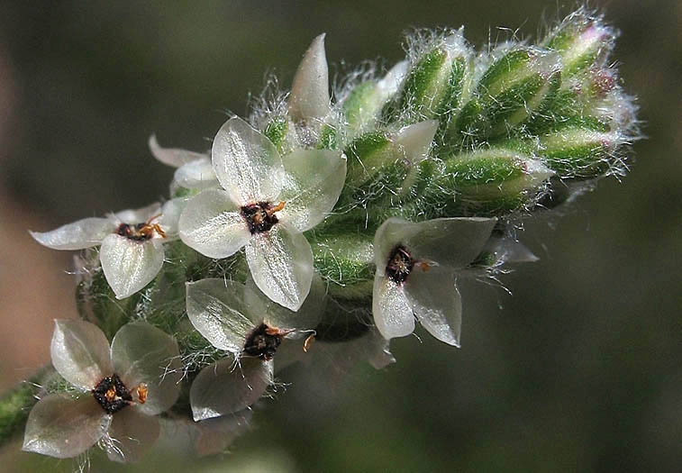 Detailed Picture 2 of California Plantain