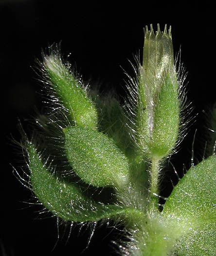 Detailed Picture 5 of Mouse-eared Chickweed