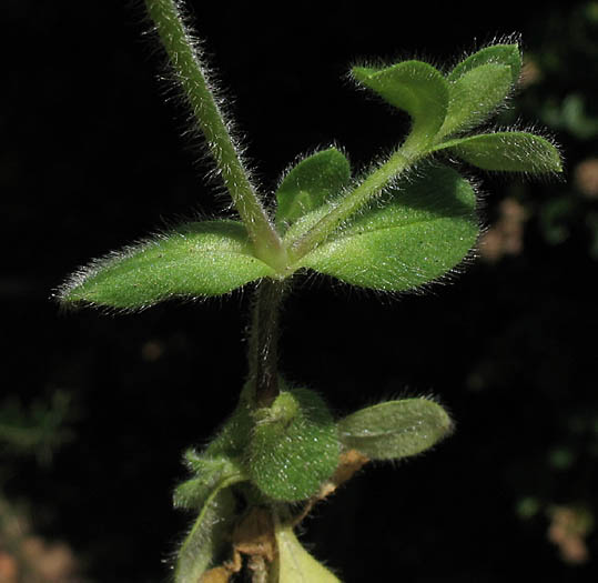 Detailed Picture 6 of Mouse-eared Chickweed