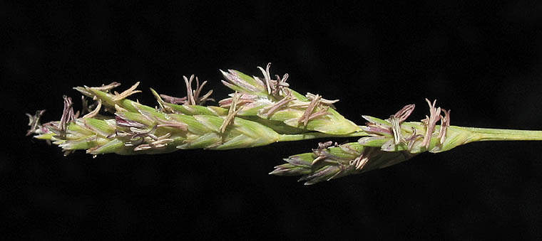 Detailed Picture 5 of Salt Grass