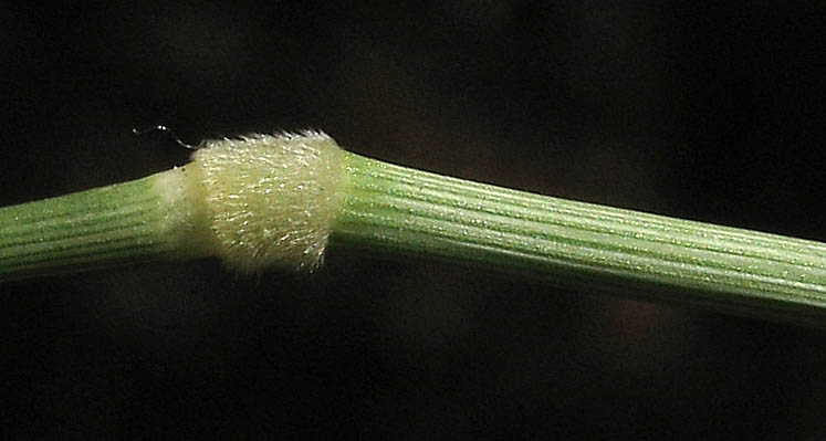 Detailed Picture 8 of Purple Falsebrome