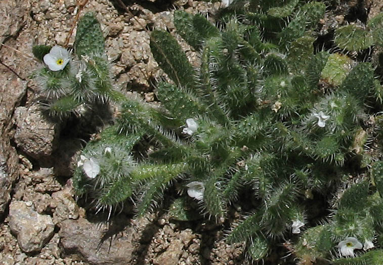 Detailed Picture 3 of California popcornflower