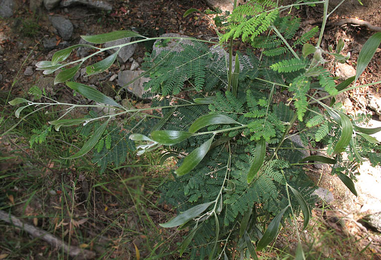 Detailed Picture 7 of Blackwood Acacia