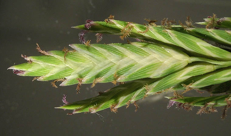 Detailed Picture 8 of Salt Grass