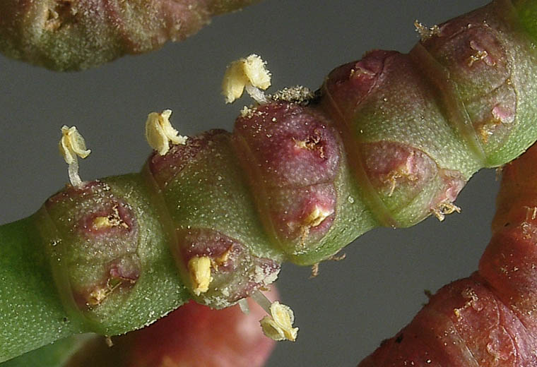 Detailed Picture 1 of Woody Glasswort