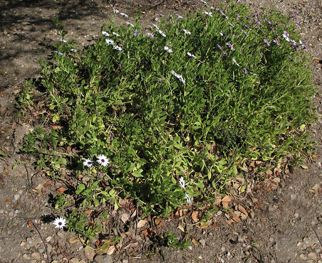 Detailed Picture 6 of Trailing African Daisy