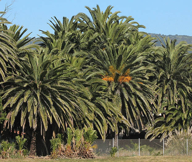 Detailed Picture 5 of Canary Island Date Palm