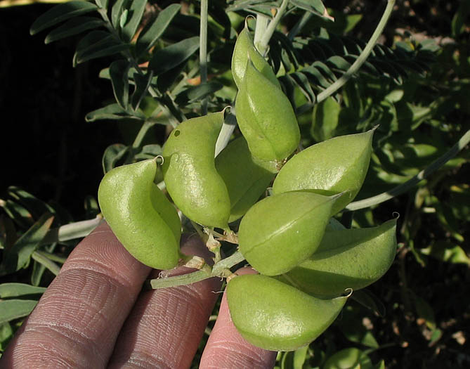 Detailed Picture 5 of Southern California Locoweed