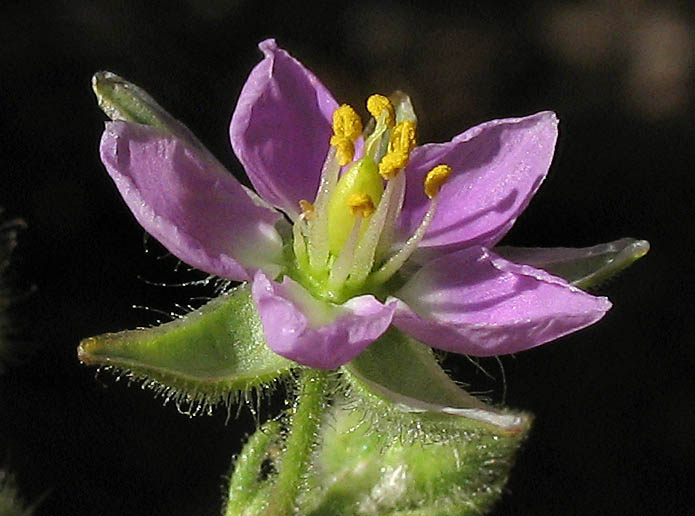 Detailed Picture 2 of Large Flowered Sand Spurry