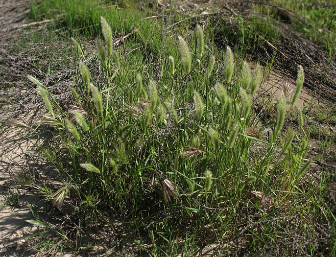 Detailed Picture 6 of Rabbitsfoot Grass